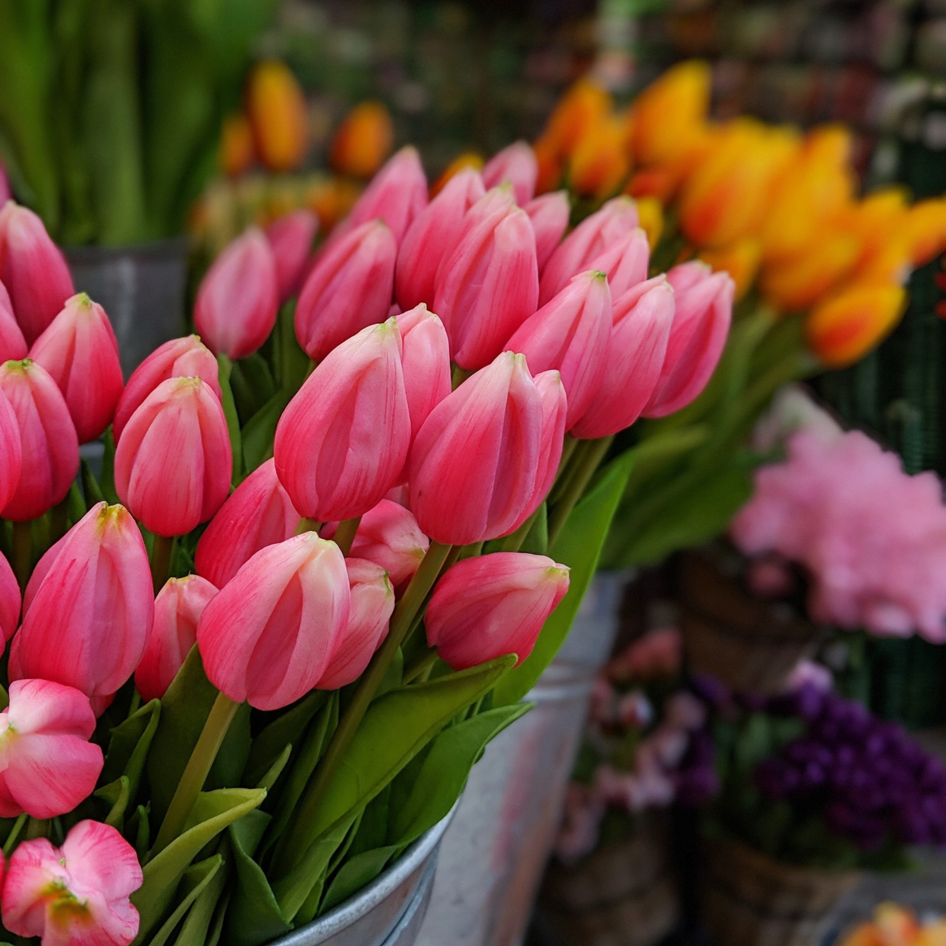 Tulips in Amsterdam