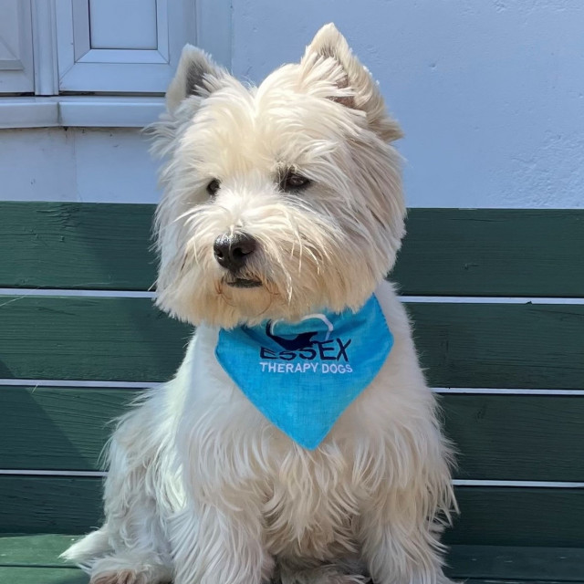 Bobby, Essex Therapy Dog