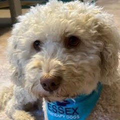 Oscar, Essex Therapy Dog