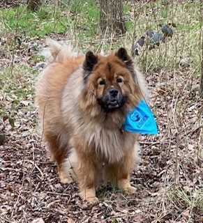 Working with Essex Therapy Dogs