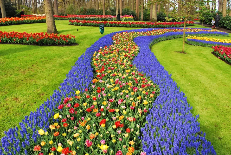 Rows of tulips at Keukenhof, Amsterdam