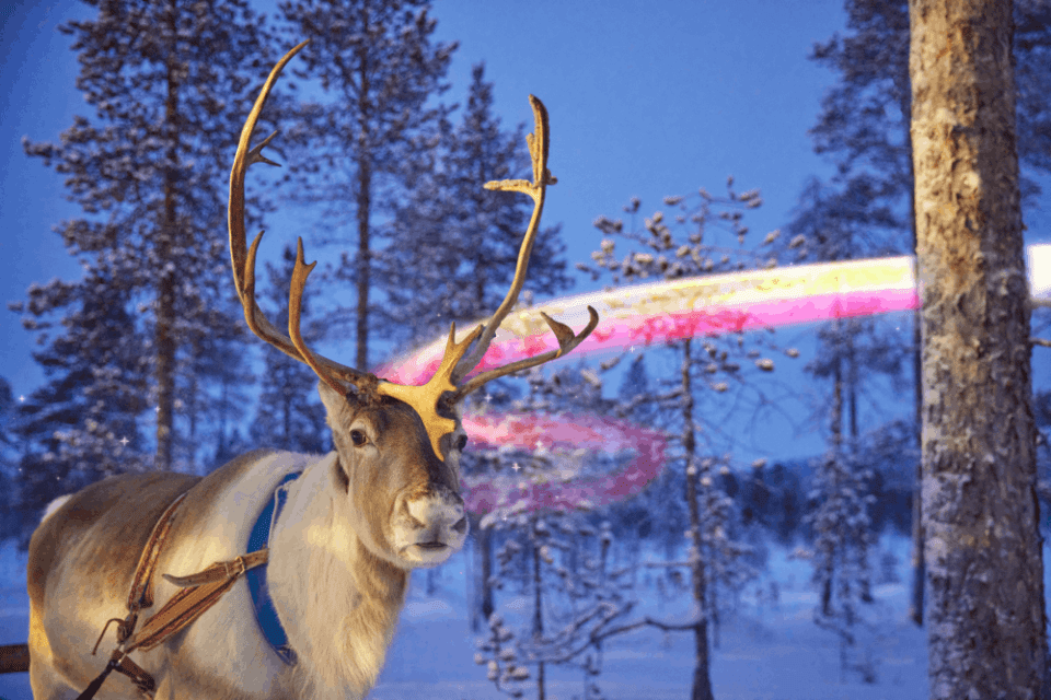 Reindeer in Lapland