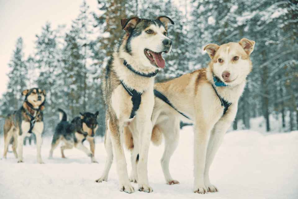 Close up of huskies in Lapland