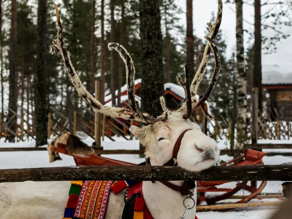 Reindeer in Rovaniemi, Finland