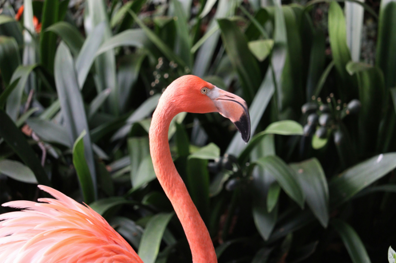 Flamingo in Portugal