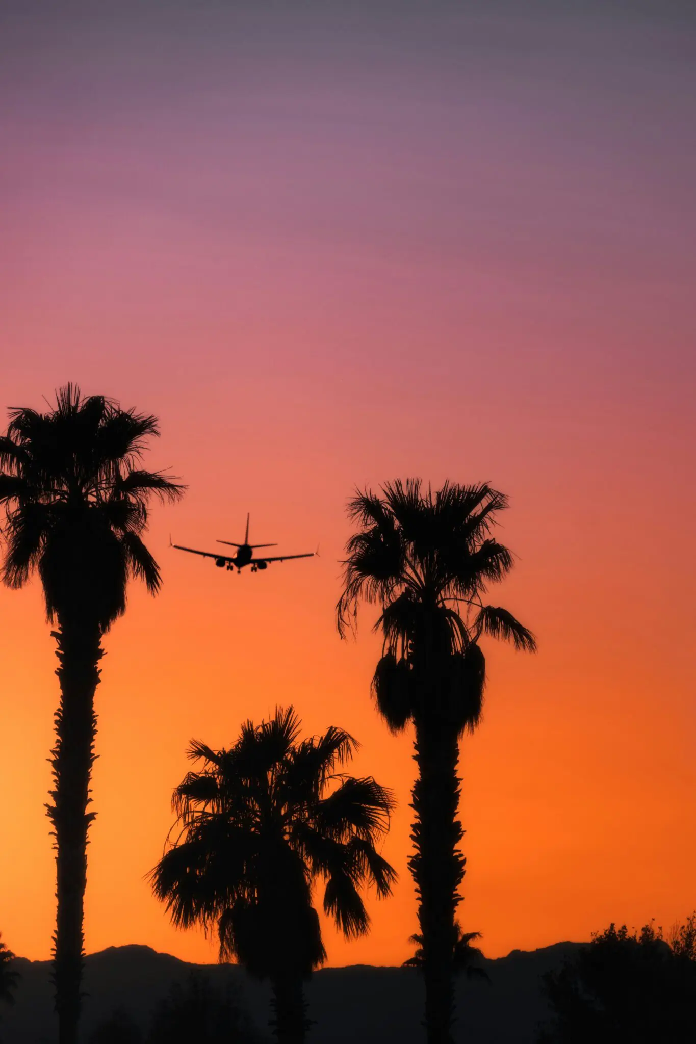 An airplane flying between some palm trees with a sunset behind.