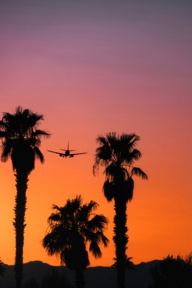 An airplane flying between some palm trees with a sunset behind.