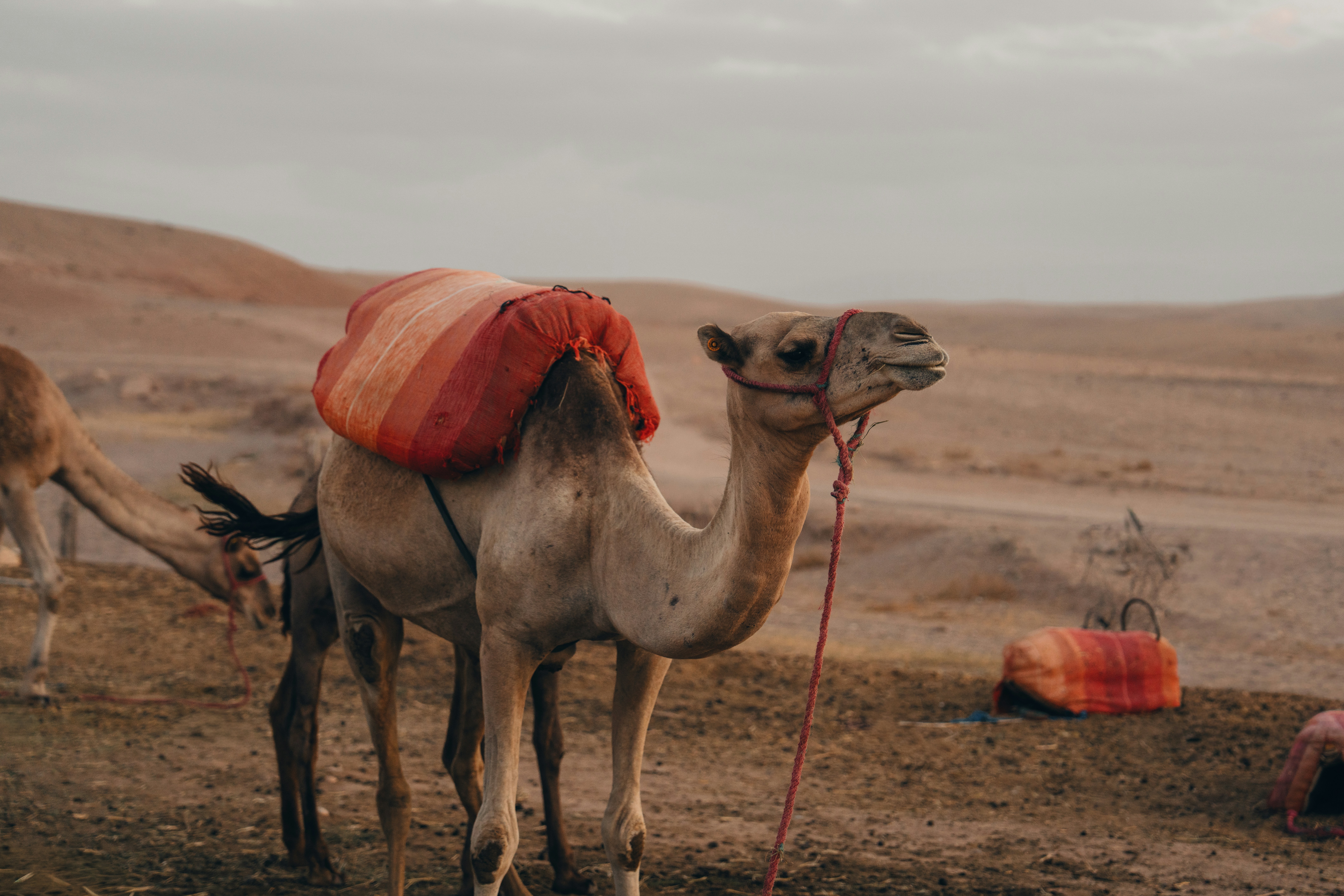 Camels in Morocco.