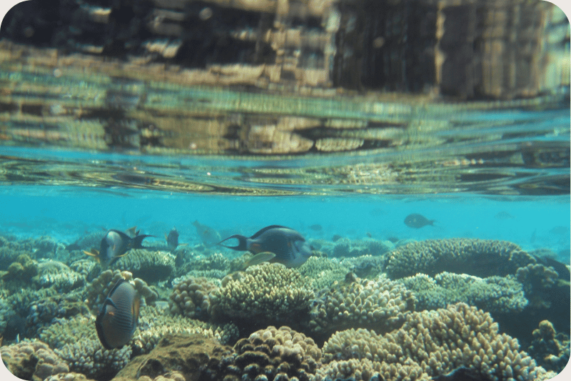 Snorkelling in the Red Sea, Sharm El Sheikh